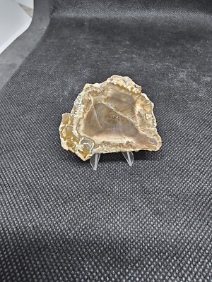Versteinertes Holz, Madagaskar,4x5cm.