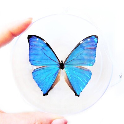 Morpho aega REAL BUTTERFLY BLUE CHRISTMAS ORNAMENT GIFT ARGENTINA
