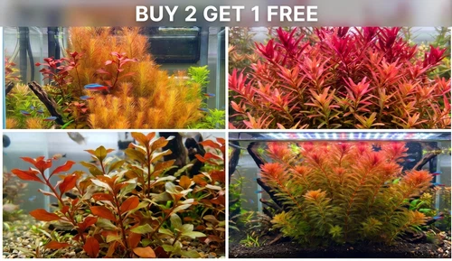 30+ Stems RED plants Bundle  4 Species Live Aquarium Plants BUY 2 GET 1 FREE