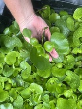 WEEKLY SALE 14 Water Hyacinth Koi Pond Floating Plants Algae Medium 3  Fish