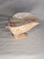 Noble Volute - Cymbiola nobilis nobilis Natural Seashell Footed Ashtray Thailand