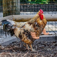 3 Pairs Chicken Toys Include Strong Muscle Arms Thumb up Arms and T-Rex Chicken