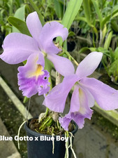 Rare Cattleya Blue Gotto x Blue Boy orchid plant FS not in bloom