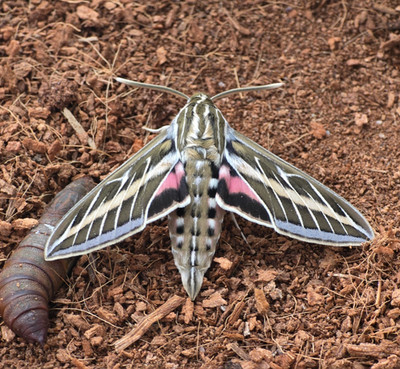 10X White lined sphinx moth caterpillars , live feeder insect, moths,lepidoptera