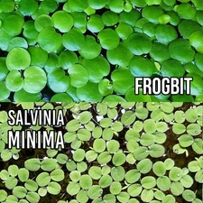 2 Floating Plants Combo Amazon FROGBIT + SALVINIA Minima Aquarium