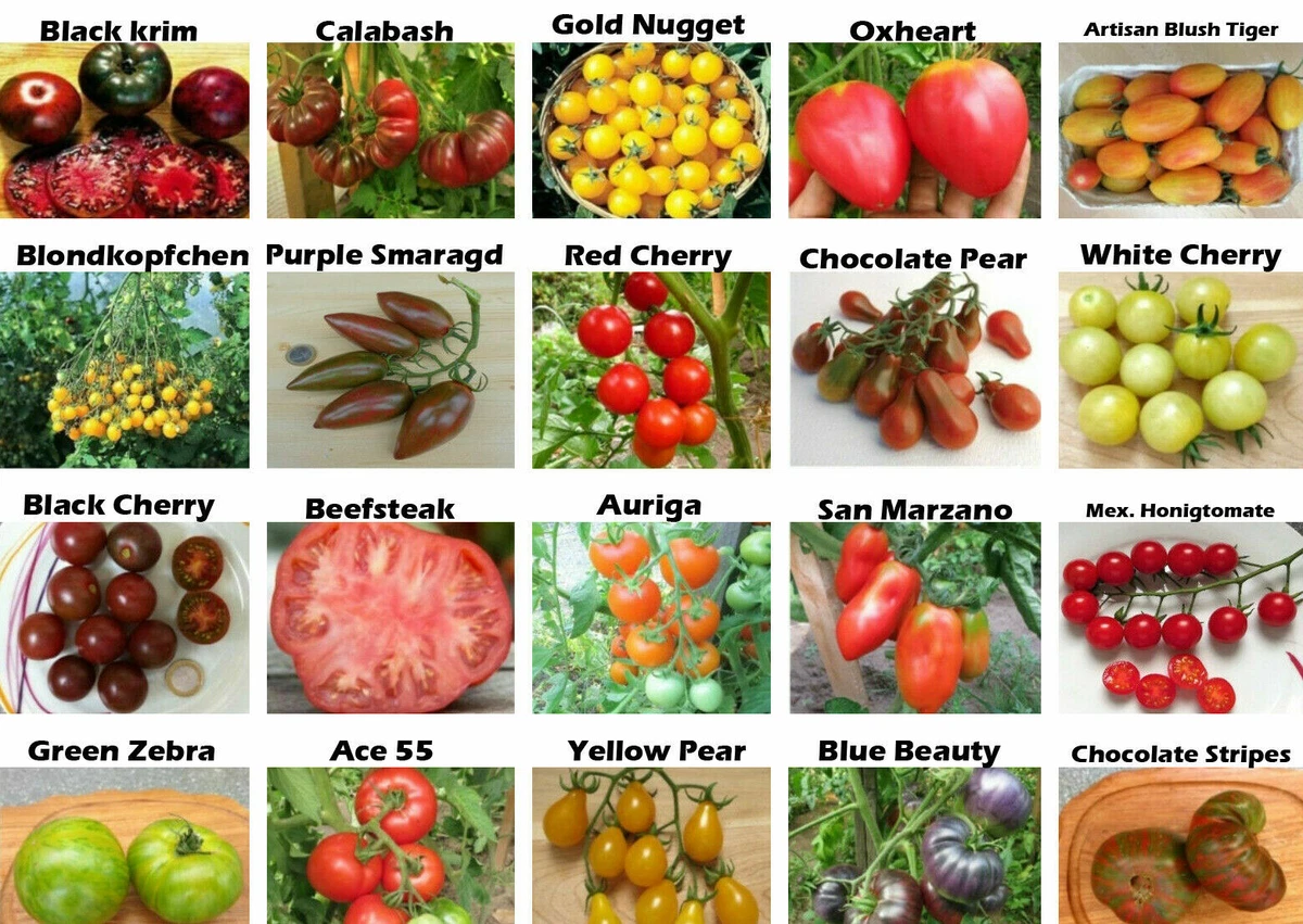 TOMATO SEED SET: 20 different types of tomato, rare tomatoes | eBay