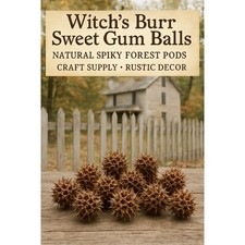 Witch  s Burr Sweet Gum Balls   Natural Spiky Forest Pods   Craft   Rustic Decor