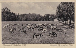 Trakehnen Ostpreußen AK 1938 Hauptgestüt Pferde Россия Russland 2605097