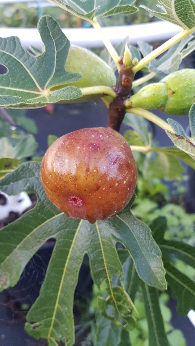 Figuier Dalmatie bifère à gros fruits sucrés et récolte précoce
