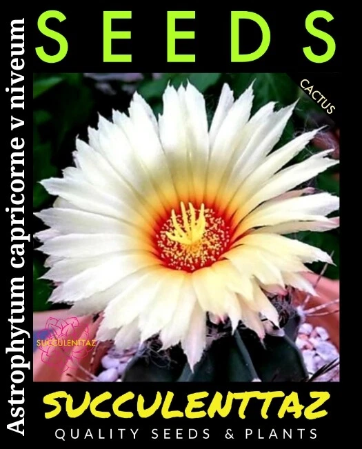 Astrophytum capricorne v niveum 10 x Seeds STAR CACTUS CACTI SUCCULENT Trackable - Image 3 of 4