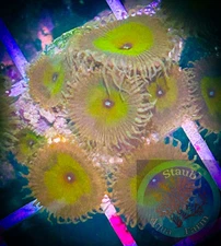 SAF~”WYSIWYG” Palythoa Coral Frag, Zoa, Live, Colony, Soft, paly