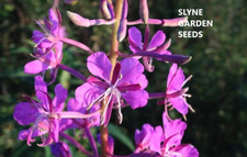 Rosebay Willow Herb Pink Perennial Wild Flower Seeds  Drought