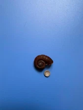 21.9mm | Rhiostoma tieni – very rare! Superb hairy periostracum!