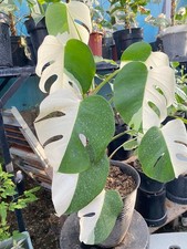 Real Picture Monstera Albo Halfmoon 8 Leaves Rare Plant
