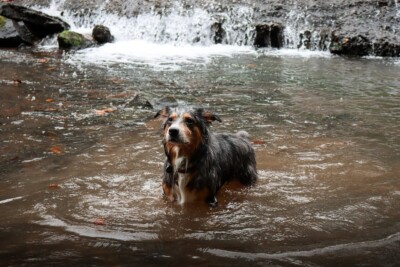 Digital Image Picture Photo Pic Wallpaper Background Australian Shepherd 77