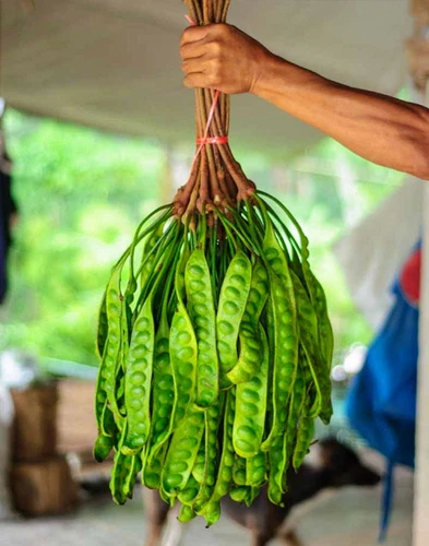 5 Stink Bean PARKIA SPECIOSA Petai  Bitter Beans Sataw สะตอ Seeds Organic