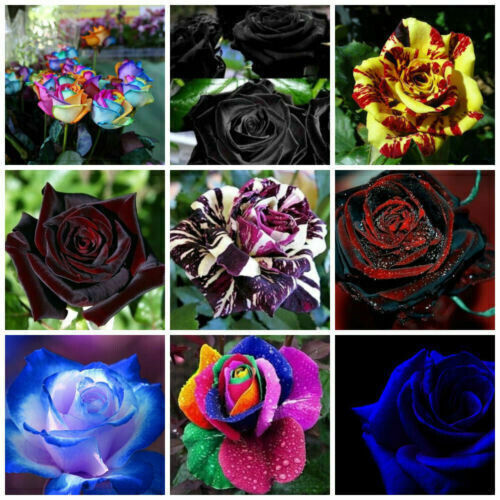 450 semillas de rosas en 9 variedades RARAS y VALIOSAS + REGALO GRATIS - Imagen 2 de 3