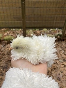 4+ Frizzles, Showgirl Silkie Hatching  Eggs