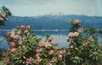 Rhododendrons And Hood Canal Mt Washington Washington Vintage Chrome Post Card