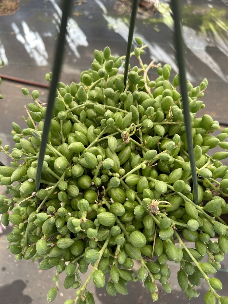 Lush Senecio herreanus String of Watermelons Succulent in 6-Inch Hanging Pot