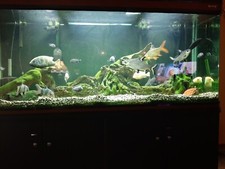 fishtank with stand