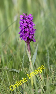 Foto 6x4 Eine lila Orchidee in Lossiemouth Ich bin mir nicht genau sicher welche Art c2014