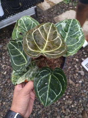 Anthurium Minahasa x Forgetii Variegated Mutasion Price 1.000$ Real Pikture Rare