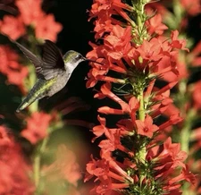100+ STANDING CYPRESS SEEDS (Ipomopsis rubra) - hummingbirds Will Love
