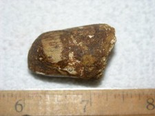 Dinosaur fossil tooth Spinosaurus Cretaceous Era bigger 1.5 inch long E5