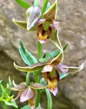 Adam & Eva Orchid In Winter/ Putty Root Bare-Root