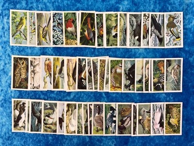 Wild Birds in Britain SINGLE Tea Cards by Brooke Bond 1965 Blue Back