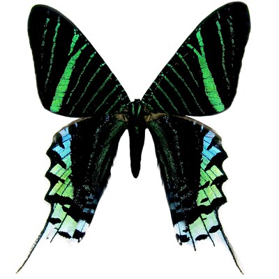 Urania leilus ONE REAL BUTTERFLY SUNSET MOTH PAPERED UNMOUNTED WINGS CLOSED