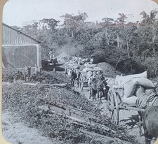 Carts Hauling Coffee, Sao Paulo, Brazil, c1920's Magic Lantern Glass Slide