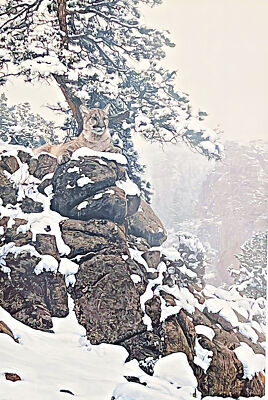 Terry Isaac Snow Spirit-Cougar S/N Art Print (22x33.5)