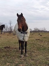 Bucas Power Turnout Blanket