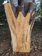 Ambrosia maple slab (Live Edge) Spalted (Thic...