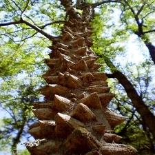 20 HERCULE'S CLUB TREE SEEDS (Zanthoxylum clava-herculis) Prickly Ash Fast Rare