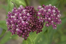 Milkweed, Swamp Seeds (Asclepias incarnata) 100 Seeds (1 g)
