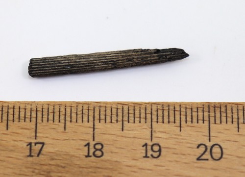Rays, Cylindracanthus rectus, Tertiary, Eocene, Bracklesham Bay, Sussex, UK-f480 - Picture 3 of 3