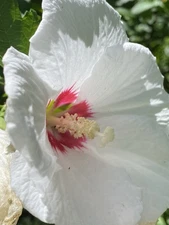 Red Heart White Rose of Sharon Seeds (Hibiscus syriacus)  Hibiscus Tree/Shrub