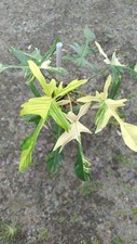 Pianta tropicale rara variegata Philodendron Florida Beauty Real Pict