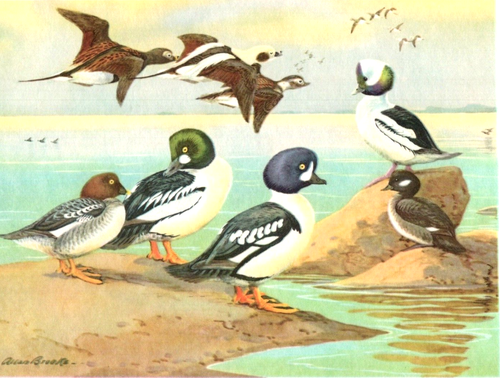 1960 Tauchen Enten Squaw Büffelkopf Golden Eye Vogel Portraits in Farbe - Bild 1 von 3