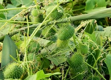 Wild Cucumber {Cucumis dipsaceus} Fruiting vine 10 seeds Free U.S. Shipping!