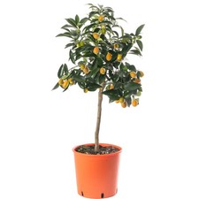 Assorted Indoor Citrus Trees Collection Lemon, Lime, Orange, Grapefruit, Kumquat