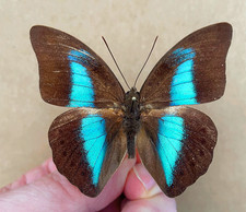 標本 Peru Prepona praeneste 84mm Prepona praeneste confusa F A1