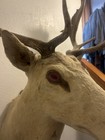 White Fallow Deer Mount Antlers Taxidermy Albino Buck RARE Pink Eyes !! — photo 9
