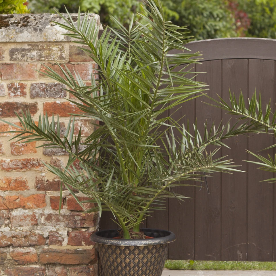 Palm Tree, Phoenix Canariensis, Canary Island, Evergreen, 55-75cm, 14cm Pot - Image 4 of 4