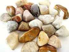 One Coral Agate Tumbled Stone 30-40mm Reiki Healing Crystal Heart Family Divine