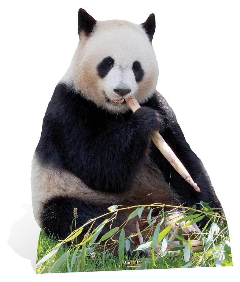 Giant Panda Bear Lifesize Cardboard Cutout / Standee / Stand up / Standee bamboo