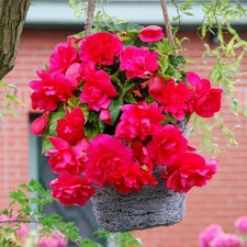 Pink Trailing Begonia 3, 5 or 10 Bulbs Tubers Double Flowers  Hanging Baskets